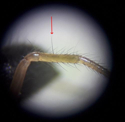 Réf. 248 735 : Lasiargus hirsutus